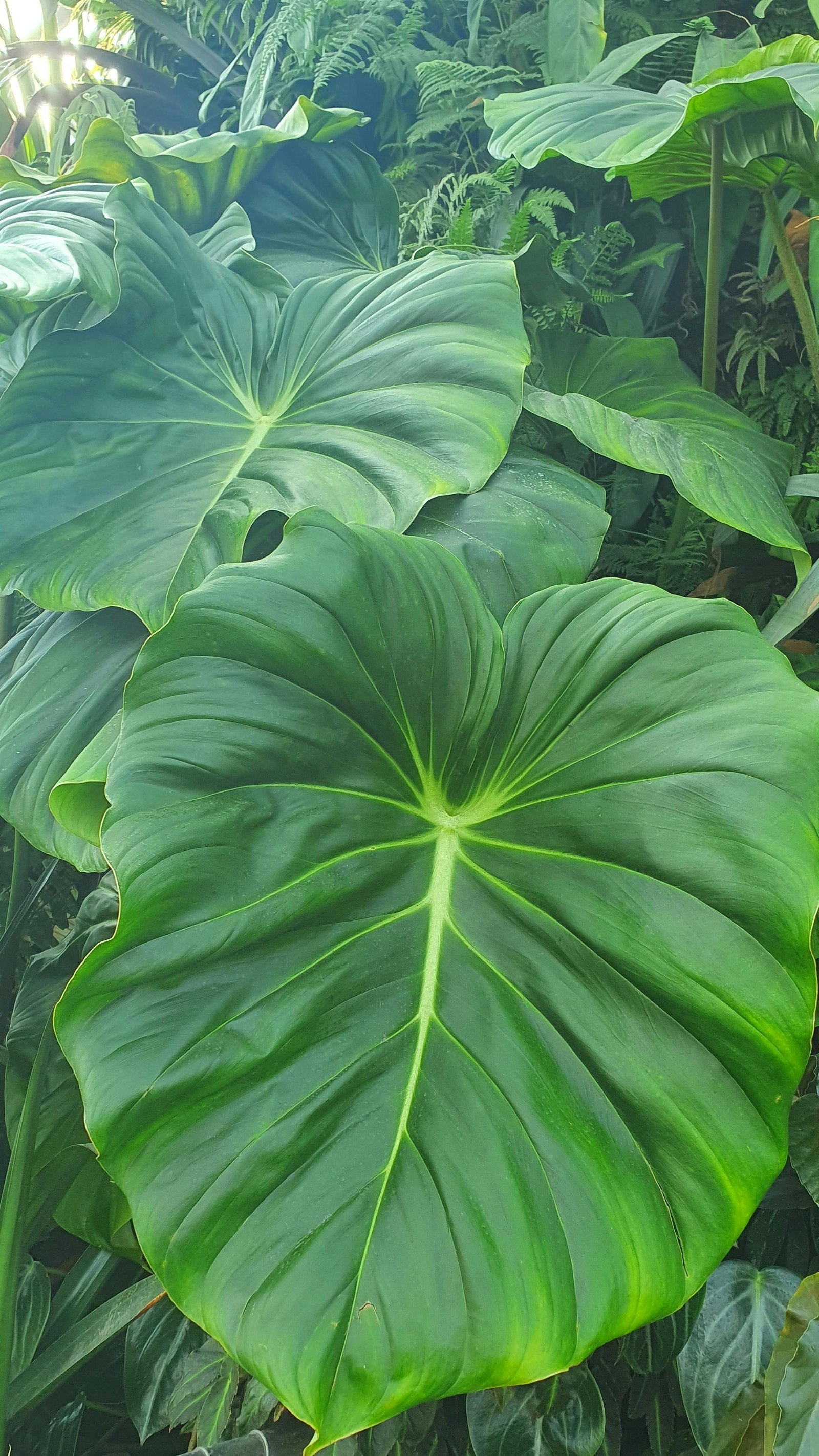 Integracija i podrška